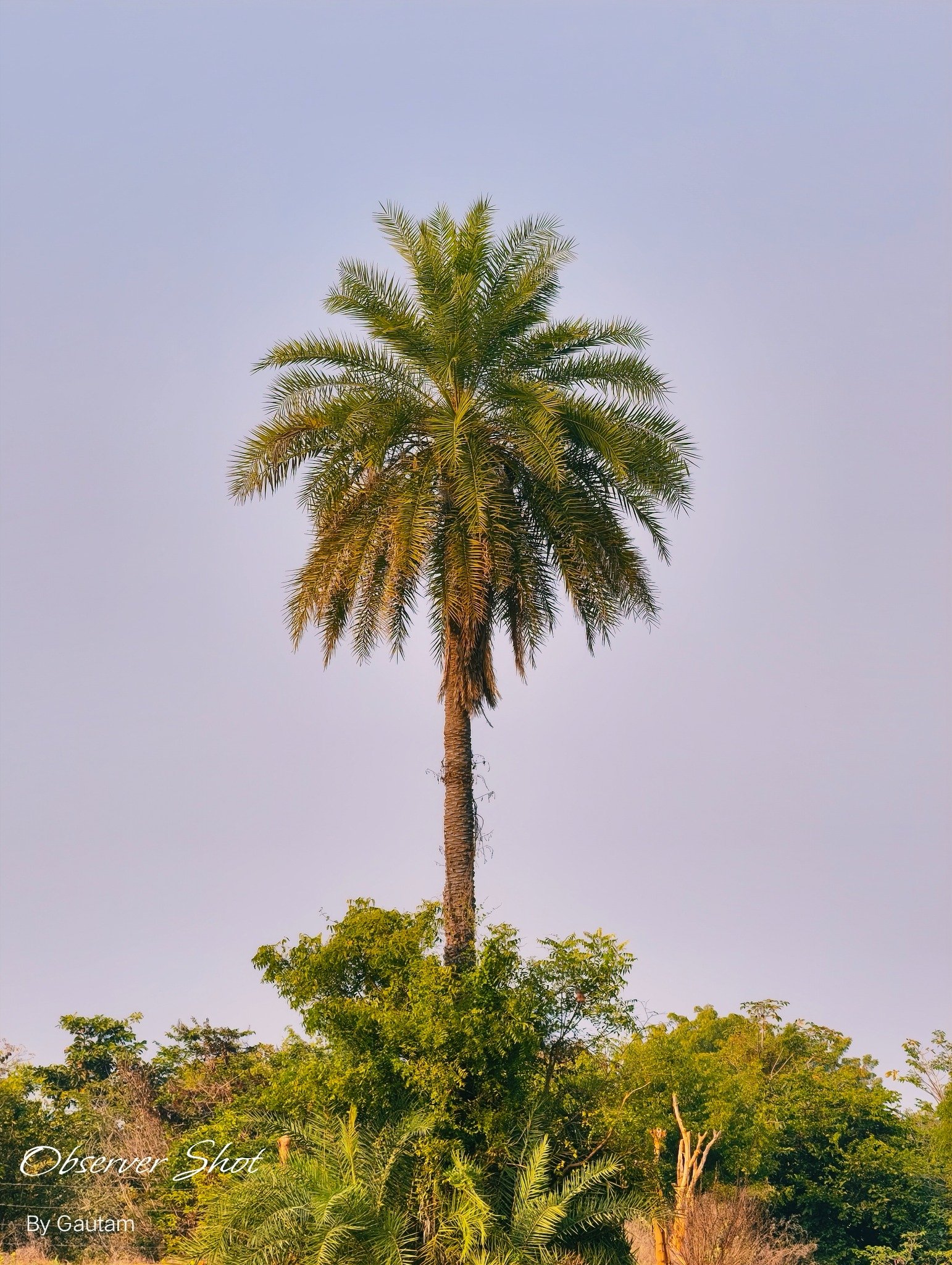 Rural landscape