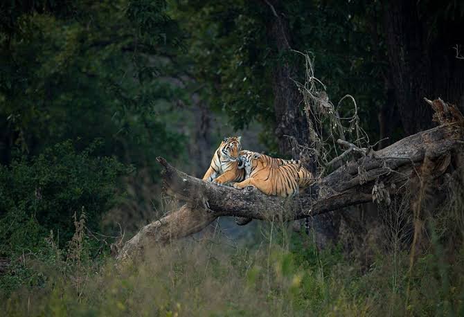 Panna Tiger Reserve